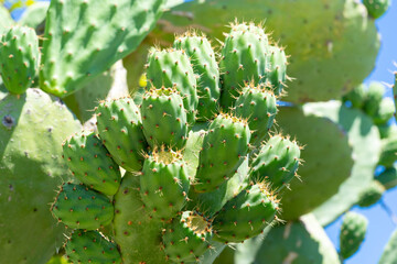 Green indian figs in the process of development in the form of bunches clinging to their broad...