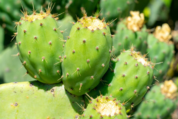 Green indian figs in the process of development in the form of bunches clinging to their broad leaves.