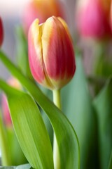 A portrait of a vibrant red and yellow dow jones tulip with lush green leaves, set against a softly blurred background, capturing the beauty of spring.
