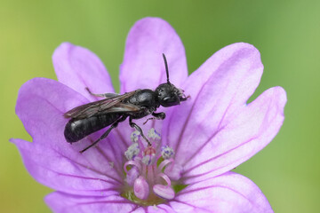 Detailed closeup on the European small scissor bee, Chelostoma campanularum on a purple Geranium pyrenaicum flower