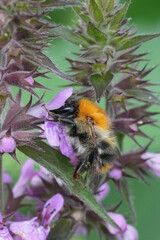 Vertical colorful closeup on a European worker common bees, brown-banded bumblebee, Bombus pascuorum on a purple Stachys sylvatica flower