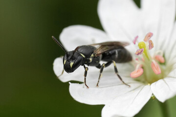 Closeup on a small female European hyaline spatulate masked bee, Hylaeus hyalinatus in the garden