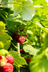 Ripe Red Raspberries on the Vine. Blur and selective focus