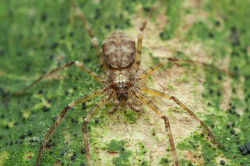 A Macro photo of Lichen huntsman spider (Pandercetes sp.)