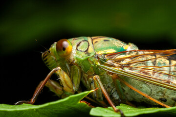 close up photo of Cicada (Cicadidae)