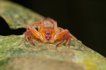 A macro photo of Sac spider (Clubionidae)