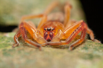 A macro photo of Sac spider (Clubionidae)