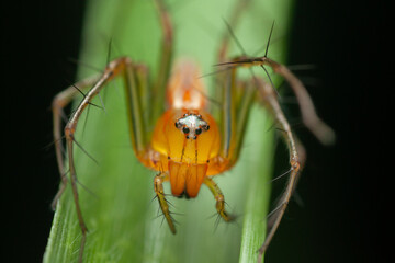 A Macro photo of Lynx spider (Oxyopes sp.)