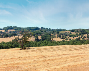 Fototapeta premium Tuscany summer countryside, Italy