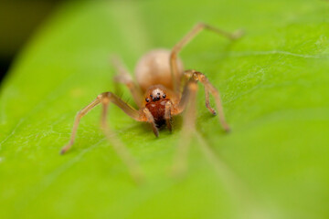 A macro photo of Sac spider (Clubionidae)