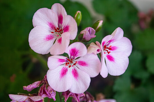 Photo of pink geranium flower.