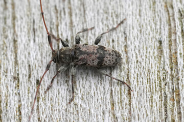 Closeup European longhorn beetle, Leiopus femoratus on a piece of wood