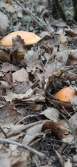 mediterranean forest mushrooms with orange color