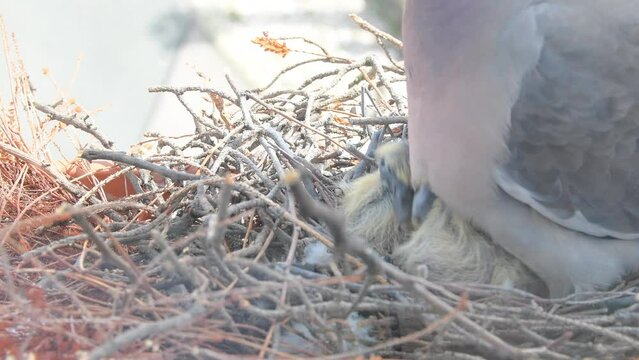 Doves with squabs. The chicks are two days old. The concept of pigeon life in the city