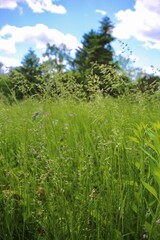 grass and sky