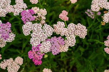 Yarrow growing in a field in Western Pennsylvania. Small, colorful, cluster flowers.