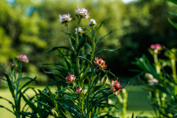 Many tall strawflowers growing outdoors.