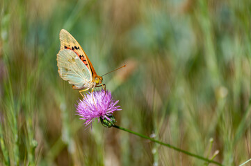 Detail of a Pandora butterfly (Argynnis pandora) perched on a purple thistle flower in the field