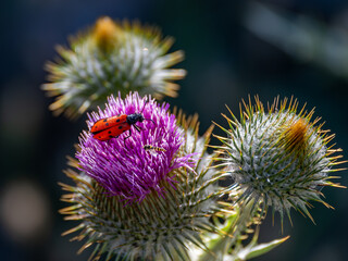 Purple thistle flower on black background in the field