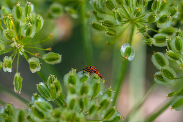 Striped stink bug on fennel flowers in the field
