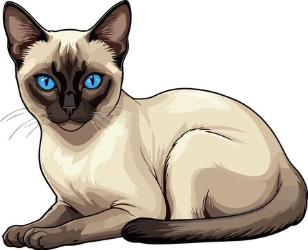Siamese cat the Lovely Kitten with Blue Eyes of vector illustration isolated on a funny happy Domestic animal.