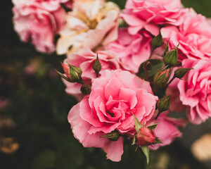 Pink rose bushes in a garden