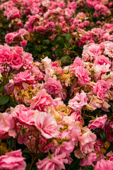 Pink rose bushes in a garden