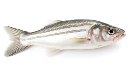Obraz premium Freshwater white bass fish isolated on white background