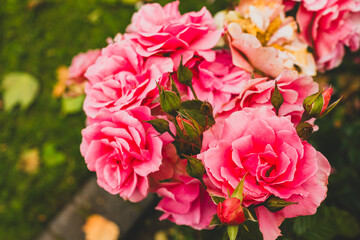 Pink rose bushes in a garden