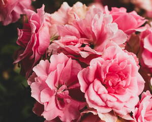 Pink rose bushes in a garden