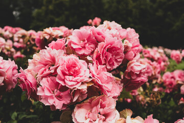Pink rose bushes in a garden