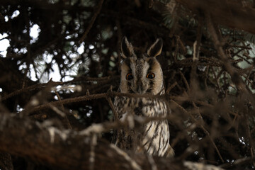 Long eared owl is hiding in the tree. Asio otus during winter time. Kind of owls wit ears. 