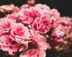 Pink rose bushes in a garden