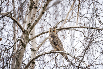 Long eared owl is hiding in the tree. Asio otus during winter time. Kind of owls wit ears. 