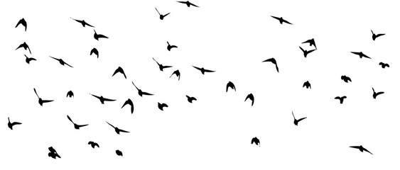Flying birds silhouette flock. hand drawing. Not AI, Vector illustration