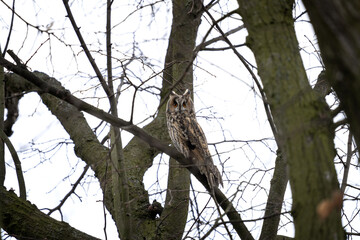 Long eared owl is hiding in the tree. Asio otus during winter time. Kind of owls wit ears. 