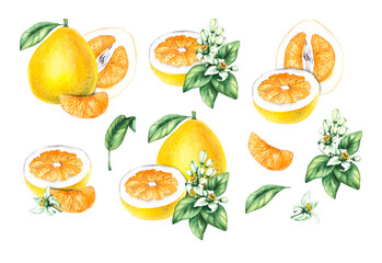 Watercolor Pomelo. Watercolor big citron. Watercolor shaddock on white background. Tropical citrus fruit set with hand drawn elements for the design of packaging, menu, products, cards