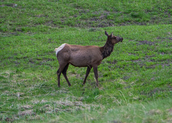Profile view of a female Elk in Yellowstone National Park. 