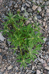 Close up on plant growing in the rocky soil near a small lake in Yellowstone park. 