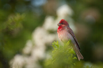 singing male housefinch, Erythrina erythrina, songbird, red plumage, green background, spring, red bird, color, bird