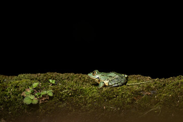 Edible frog on the bank of the pond. Green frog on Azores islands. Calm frog around the water dam. 