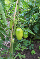 green tomatoes on a vine