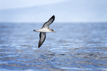 Scopoli's shearwater near the Azores coast. Sea birds on the surface of Atlantic ocean. 