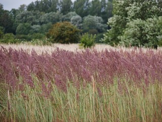 Gräser auf dem Feld im Wind auf Rügen