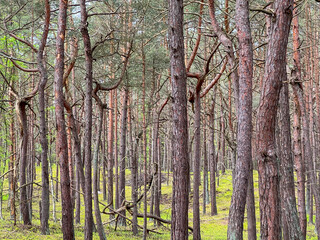 Fototapeta premium A pine forest in Hel in Poland with trees with unusual, very bent branches and trunk