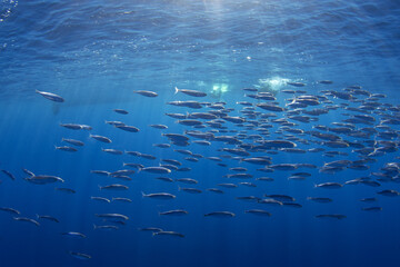 Ball of sardines near the surface.Small fish in huge shoal.  Common fish in the ocean are looking for food. 