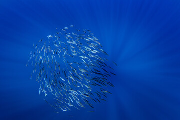 Ball of sardines near the surface.Small fish in huge shoal.  Common fish in the ocean are looking for food.  © prochym