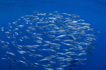 Ball of sardines near the surface.Small fish in huge shoal.  Common fish in the ocean are looking for food. 