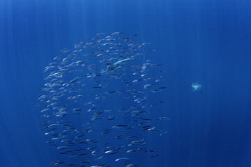 Ball of sardines near the surface.Small fish in huge shoal.  Common fish in the ocean are looking...