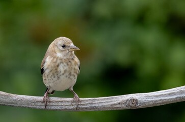 a small bird perched on a branch with a blurred green background